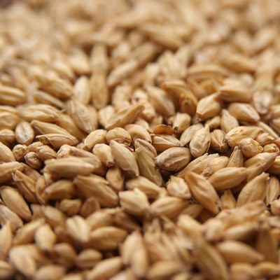 2Row Brewer's Malt, Briess or Rahr OZ