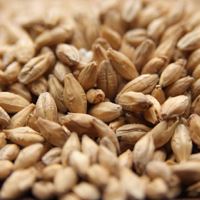 Acidulated Malt (sauermalt), Weyermann OZ