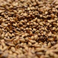 Crystal 120L (Caramel Malt), Briess OZ