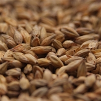 Honey Malt, Gambrinus LB