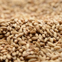 Maris Otter (Chevallier Heritage), Crisp OZ