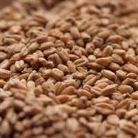 German Pale Wheat, Avangard LB