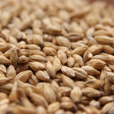 Pilsner Malt German, Avangard LB