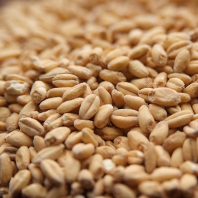 White Wheat Malt, Rahr or Briess OZ
