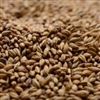 Special Roast, Briess LB